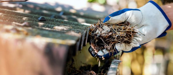 Cost of Pine Needle Gutter Cleaning in Danville